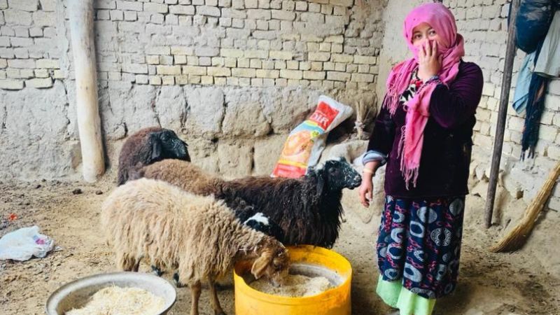 5 Jahre Machtergreifung der Taliban Eine Frau steht neben Schafen und hält ihr Gesicht bedeckt.
